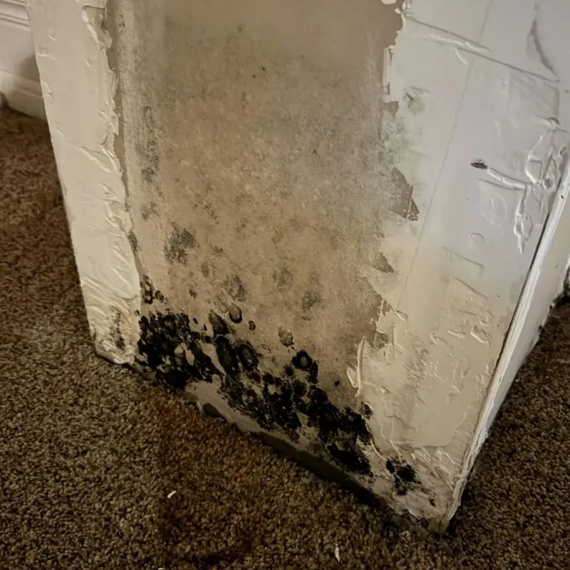 Professional Mold Removal in South Tucson, AZ
